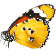 https://www.antalyapetotel.com/wp-content/uploads/2019/08/butterfly.png